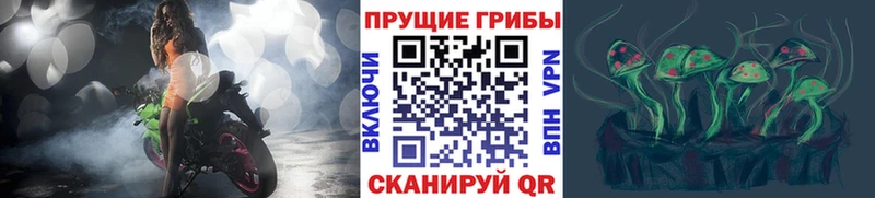 kraken как войти  Болотное  Псилоцибиновые грибы прущие грибы 